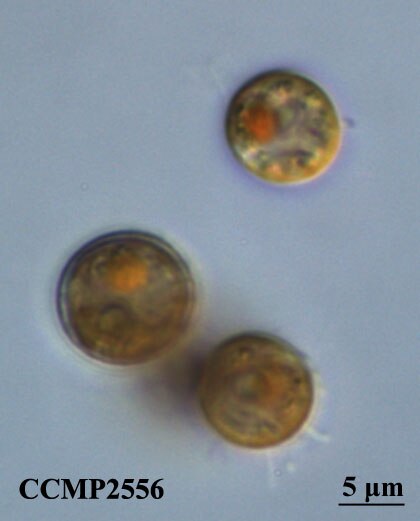 小物 tetrapod CCMP2466 | NCMA at Bigelow Laboratory